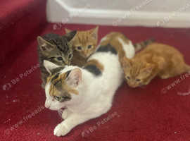 Cute kittens for sale