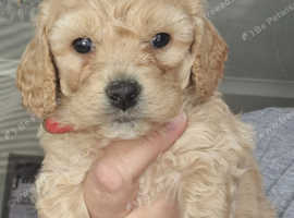 Bichon x Toy Poodle aka Poochon pups