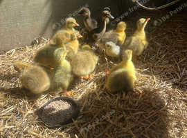 Embden Goslings