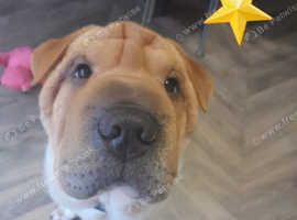 Dudley shar hot sale pei