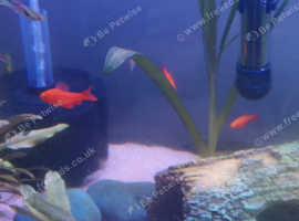 3 Rosy Barbs