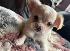 Free chihuahua hot sale puppies