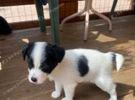 Jack Russell terrier puppies