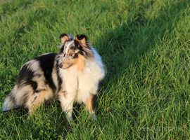 Sheltie dogs best sale for rehoming