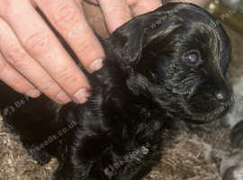 Black Lhasapoo boy