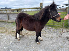 SHETLAND FILLY 2YR OLD