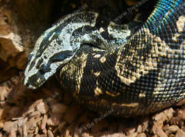 Male Longicauda Boa Constrictior