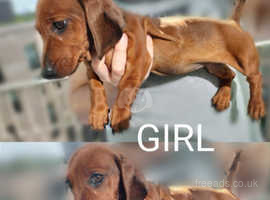 3 Left Dachshund Puppies For Sale