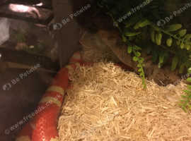 Two  milk snakes