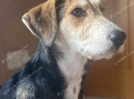 Mixed Breed Collie Cross