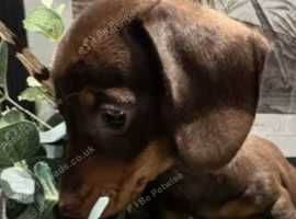 kc registerd Dachshunds puppies for sale