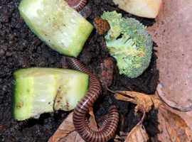 Javan giant millipedes
