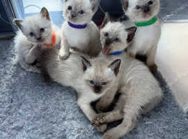 ** 2 KITTENS LEFT** Pure bred Traditional Siamese Kittens