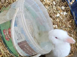 New Zealand White Rabbits