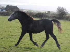 Grey 2yo sec C Gelding