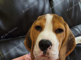 Older beagles for sale cheap