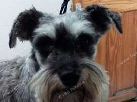 Miniature Schnauzer at stud KC reg
