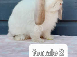 Beautiful female mini lop rabbits ready now