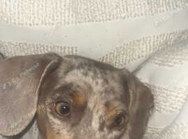 4x dachshund puppys