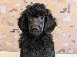 Fully vaccinated mini poodles ready for new homes!