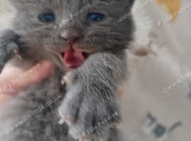 Lovely half British kitten two girl.......