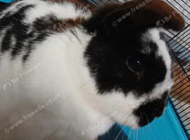 Hi for sale my lovely rabbit rex with big cage 120 with full accessories with it