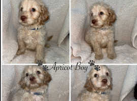 Healthy Cavapoos From Health Tested Parents
