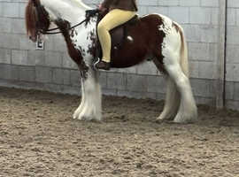 Coloured gelding 12.2 hh