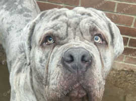 Beautiful merle neapolitan mastiff x