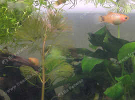 baby platys