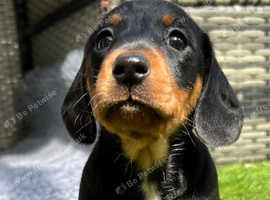 Kc registered Miniature dachshunds