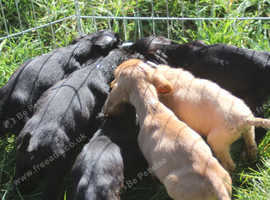 Cocker Spaniel pups, working type