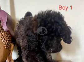 Extensively Health Tested Cavapoo Pups. Unusual Colours