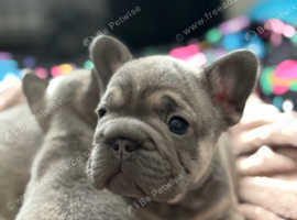 French bulldog pups