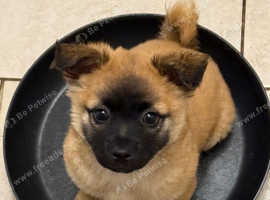 Chinese crested powderpuff