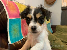 Jack best sale russell preloved