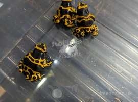Dart frog collection for sale