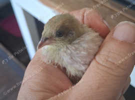 Chinese quail