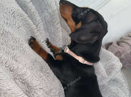 Little man miniature dachshound