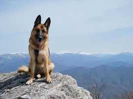 Angus K9
