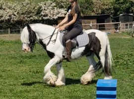 Family cob