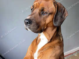 Rhodesian ridgeback