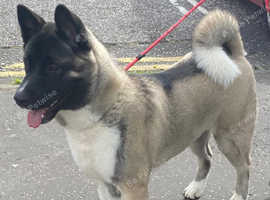 9 month old Male American Akita for rehome
