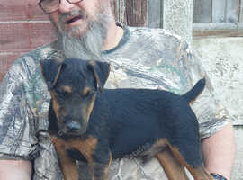 6 months old jagdterrier male