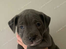 Blue staff pups