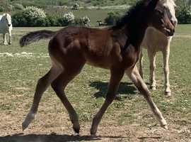 Filly to make 15.2++