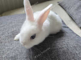 X2 female baby rabbits for sale