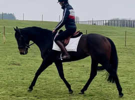 Lovely 6yr old mare for sale