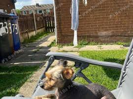 Chinese hairless 4 years old needs new home