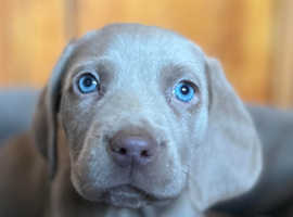 1 Beautiful Male Silver Weimaraner Puppy